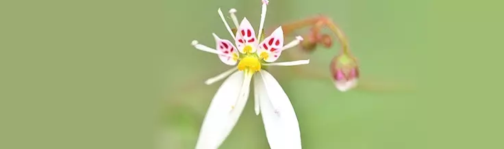 saxifraga sarentosa extract