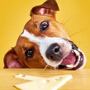 Can Dogs Eat Cheese?