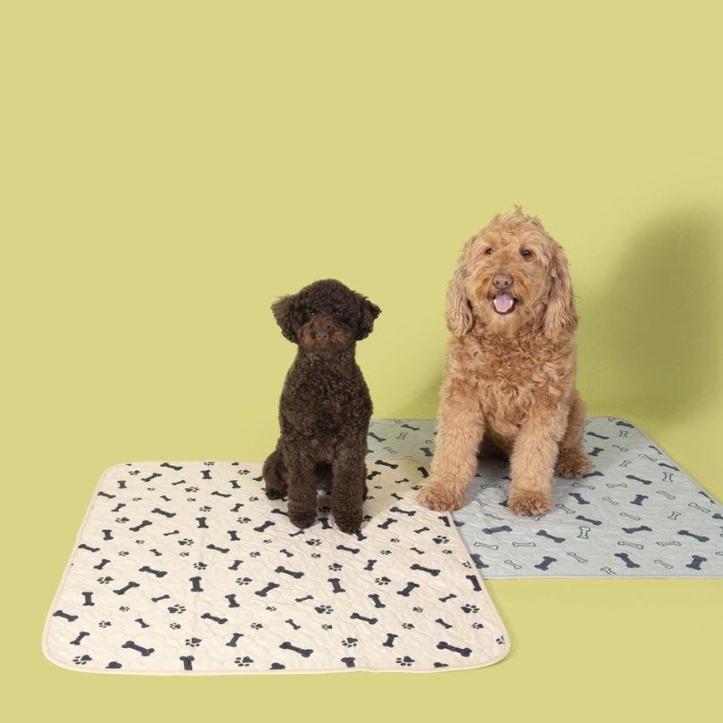 Two dogs sitting on Potty Buddy pads