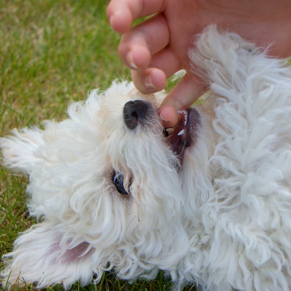 Beautiful bolognese dog puppy playing