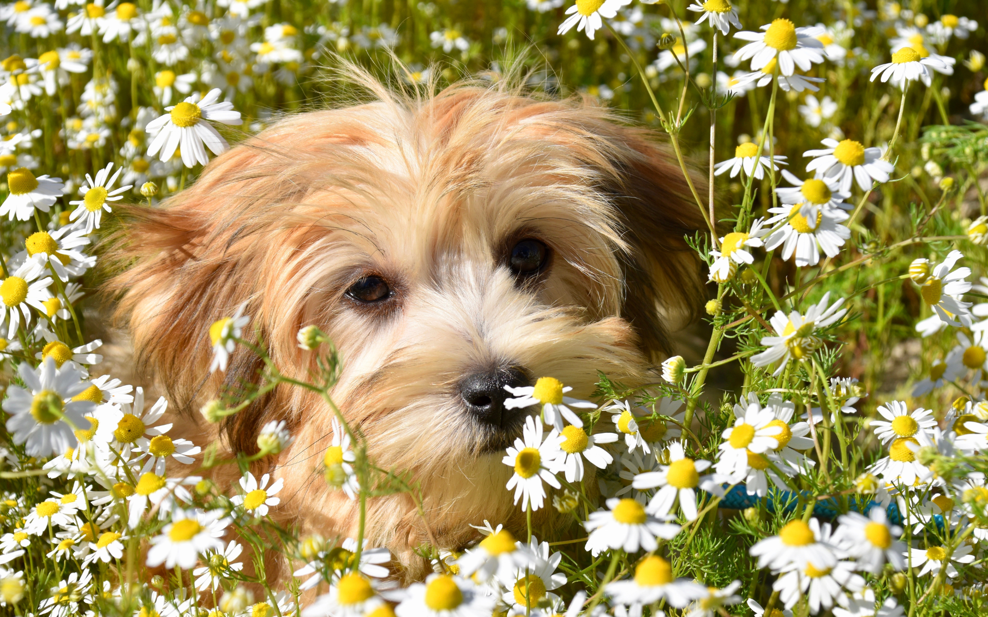 Havanese dog surrounded by flowers
