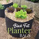 Lettuce growing in a Black GeoFelt planter bag filled with straw mulch.