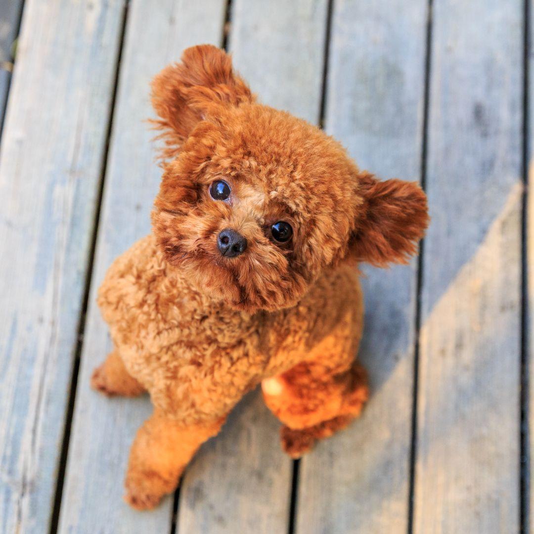 Toy Poodle with ears back