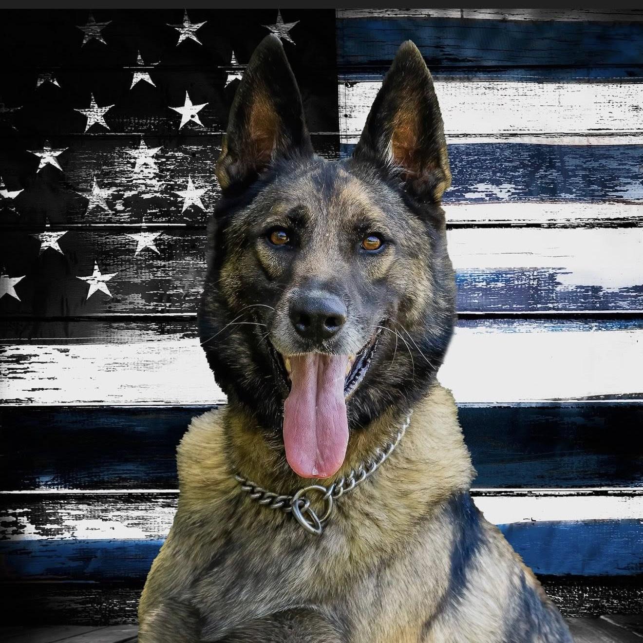 k9 jack in front of american flag