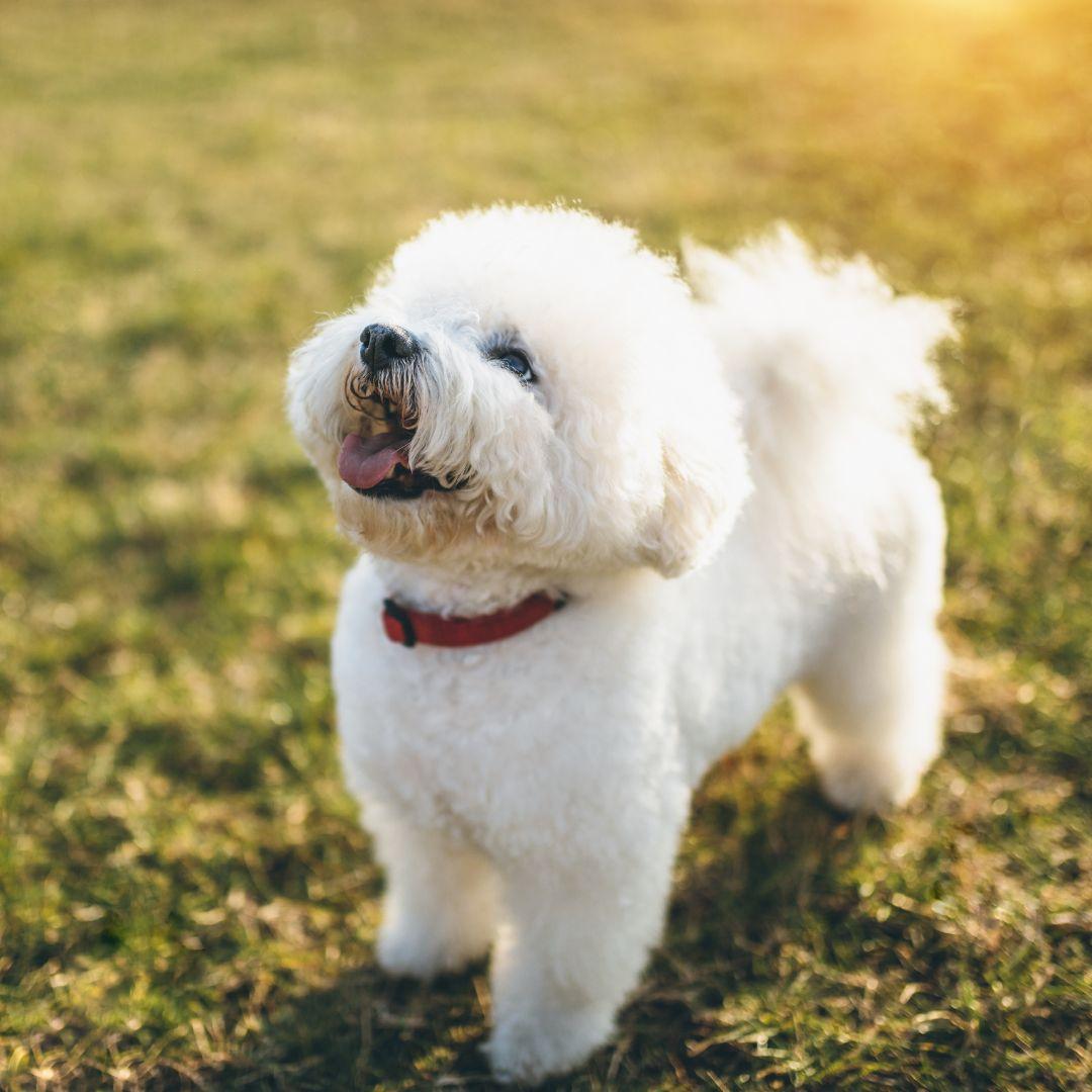 Cute little bichon frise dog