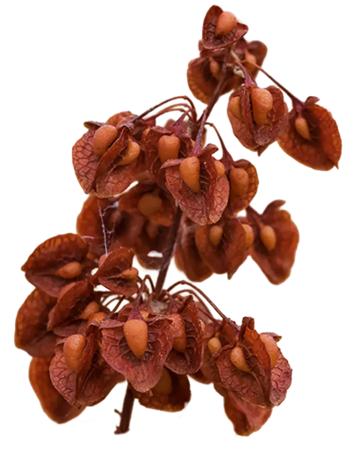 Patchouli Leaf