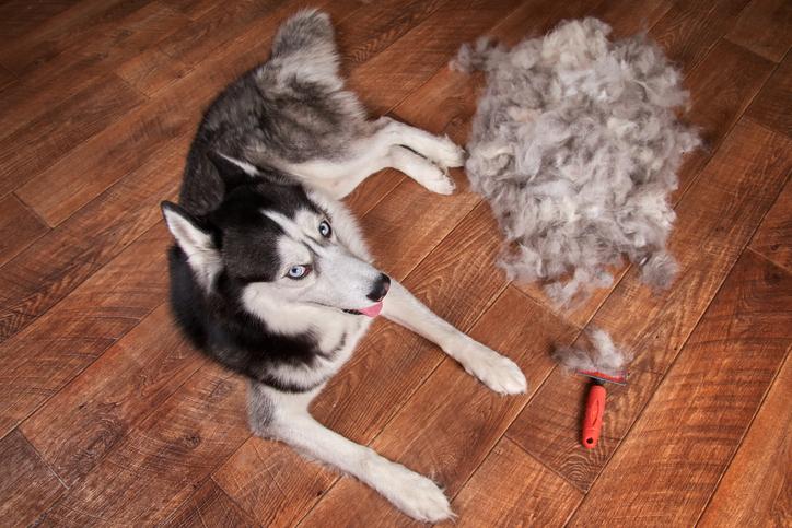 5 Easy Ways to Keep a Clean Home (and Your Sanity) During Shedding Season