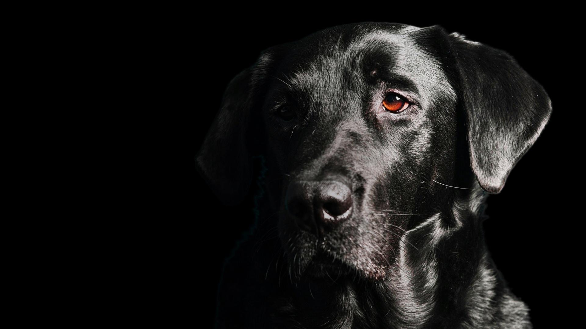 cute sick dog waiting for the vet