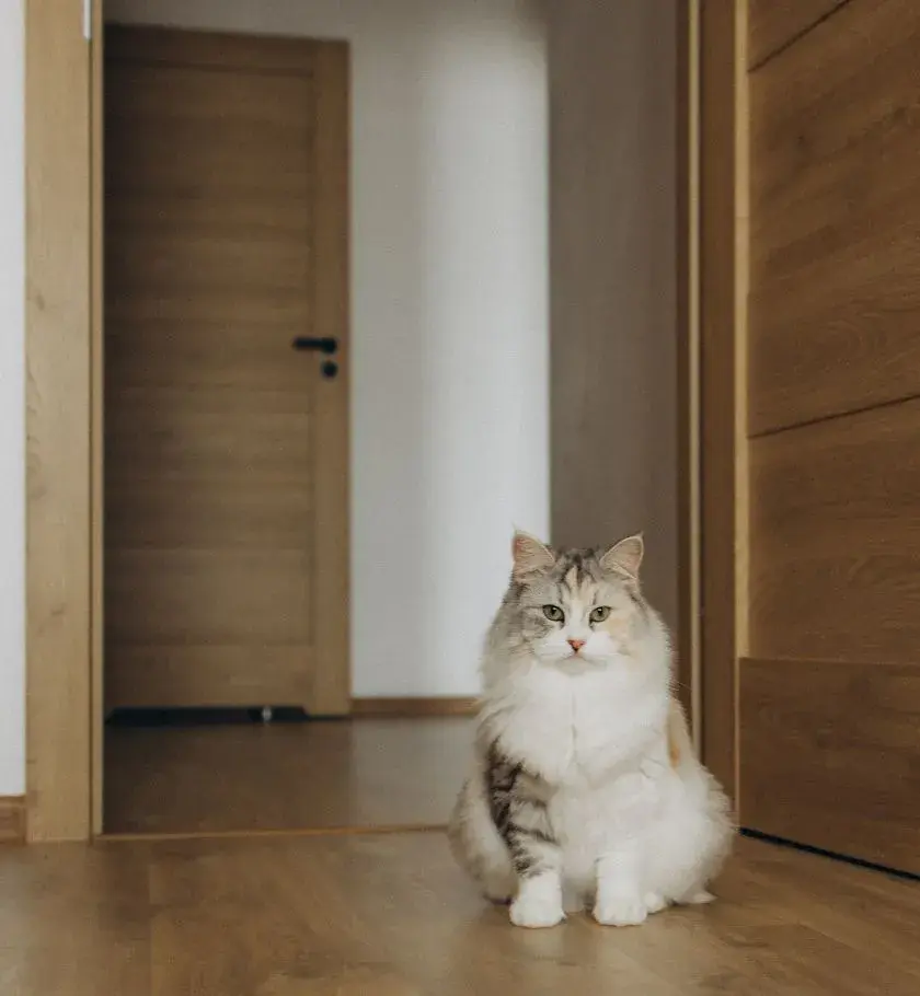 a cat standing by a doorway indicating a cat room