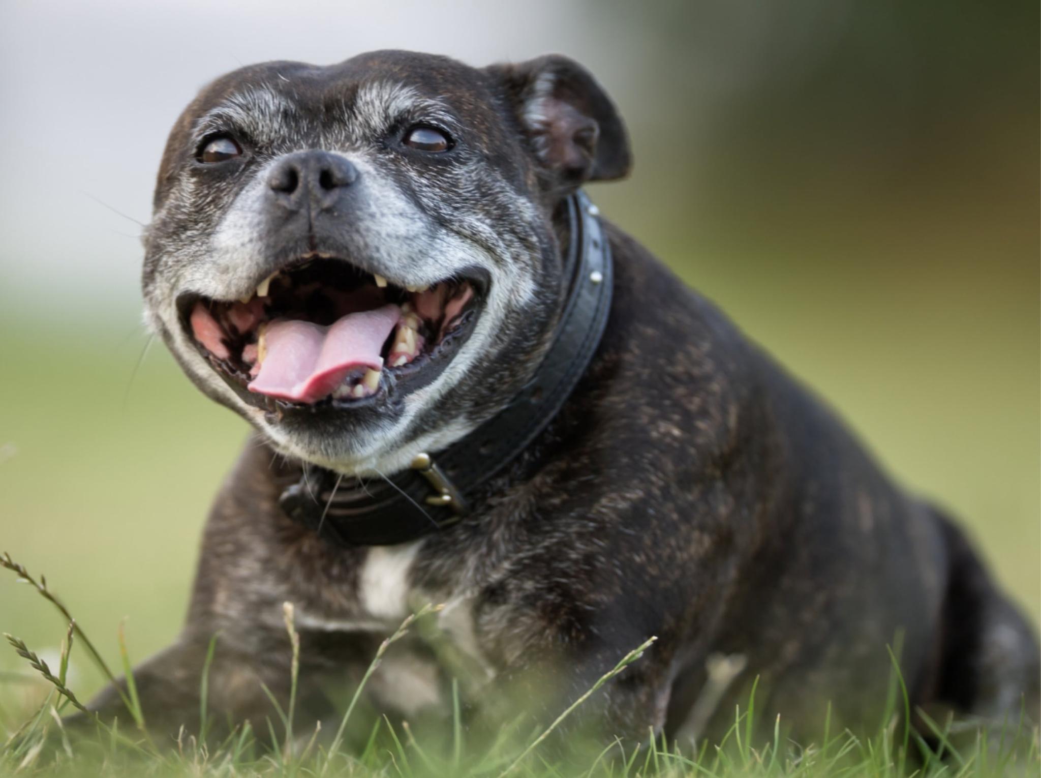 Senior Dog Care - Top Tips For Living With A Mature Canine - Potty Buddy™