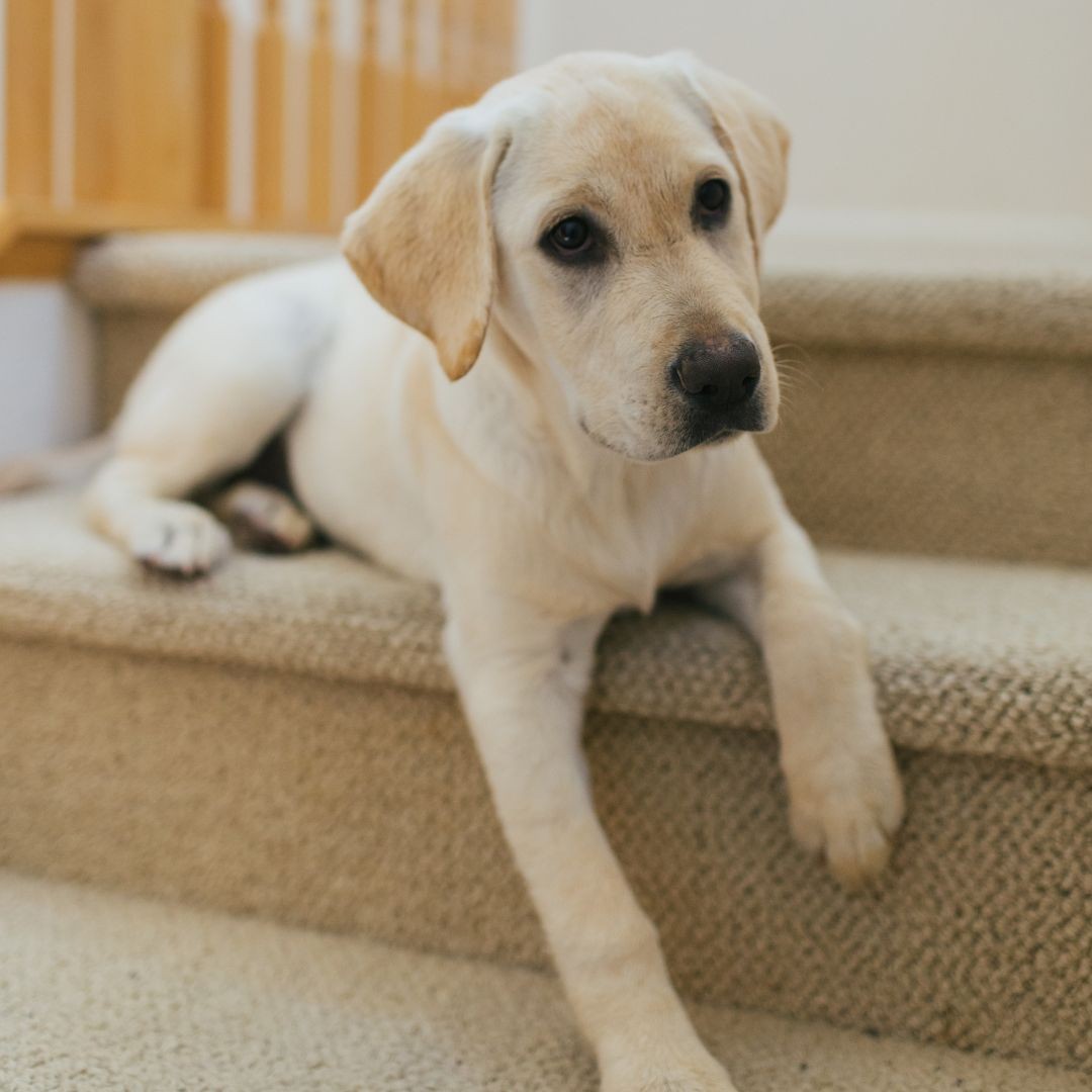 Puppy lying on stairs