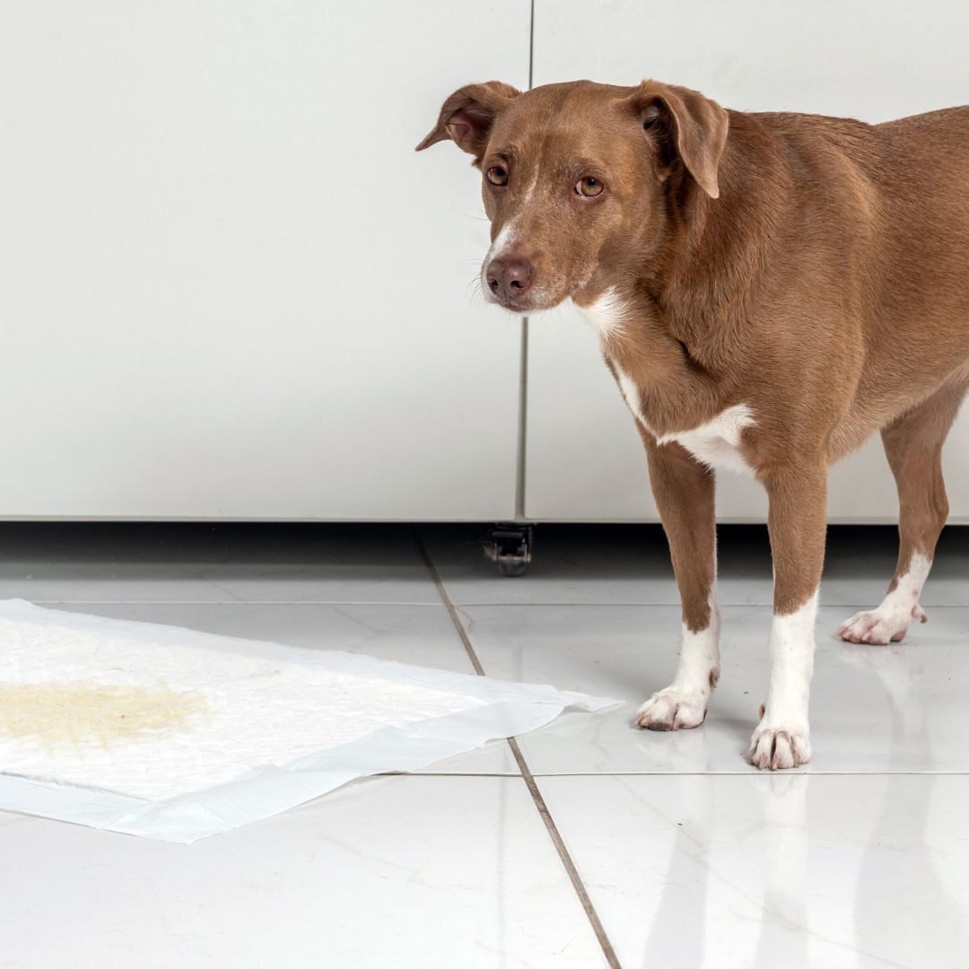 Sad looking dog next to disposable pee pad