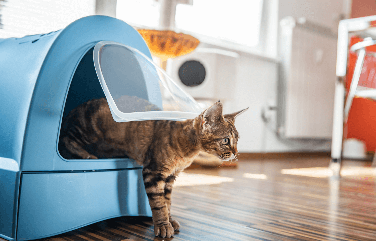 Where to Put the Cat Litter Box in a Small Apartment