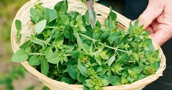 Oregano in a Basket