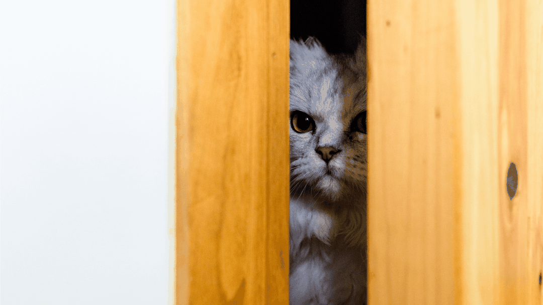 Why Do Cats Hate Closed Doors? Door Buddy