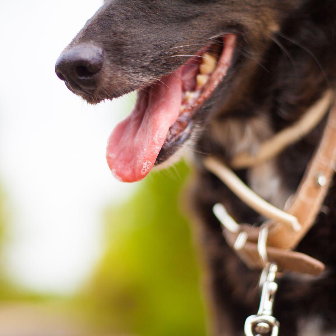 Dog panting in heat