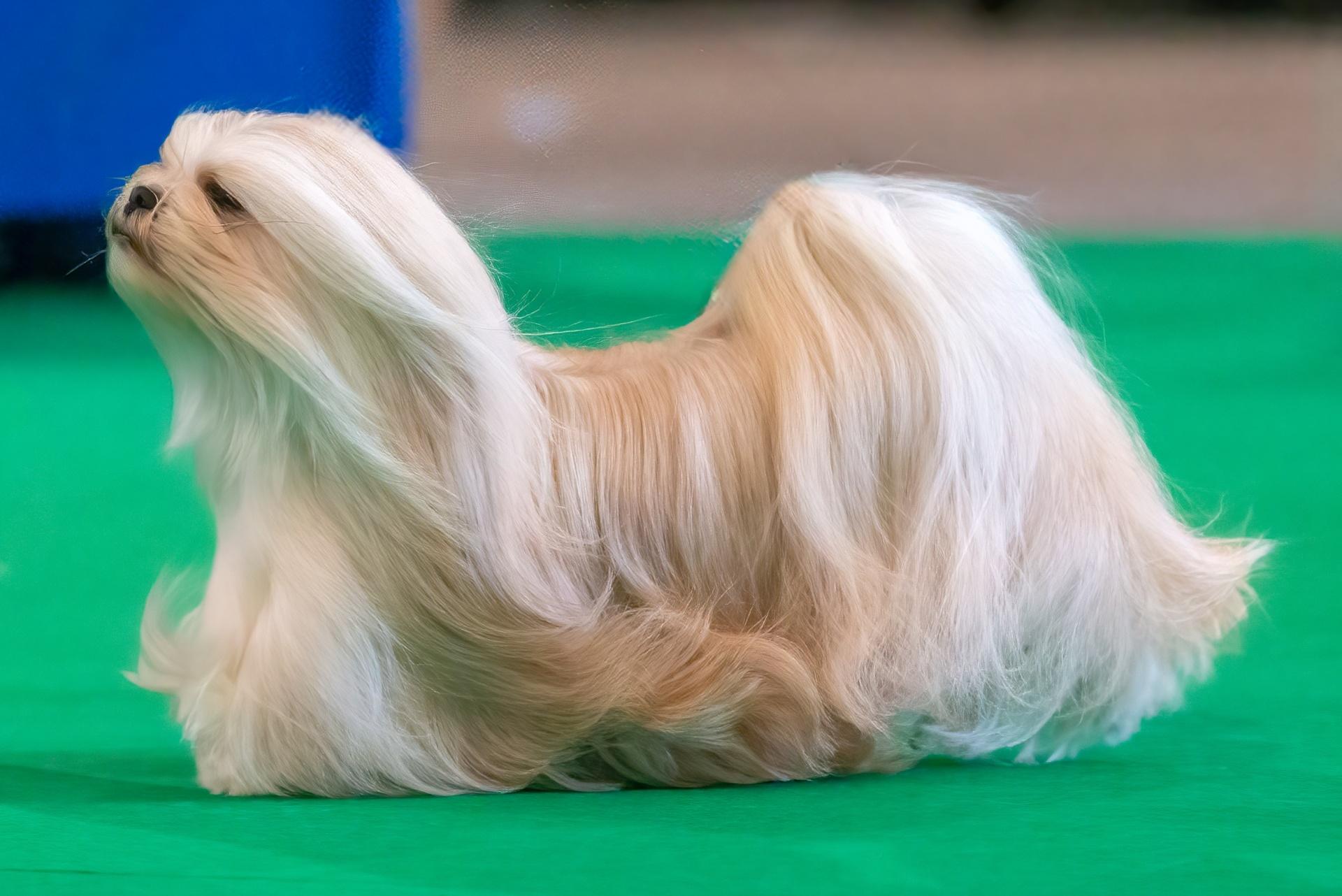 Lhasa Apso Dog