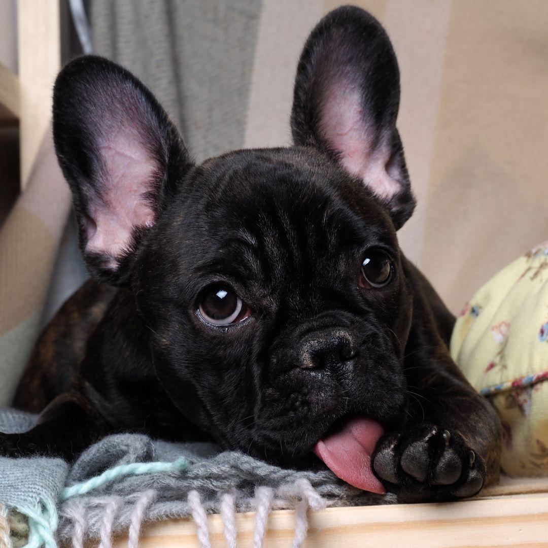 French Bulldog licking paw