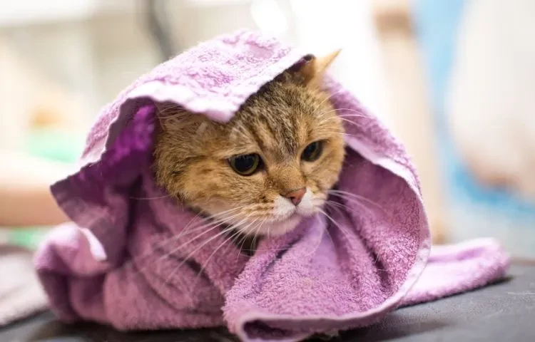 cat getting dry