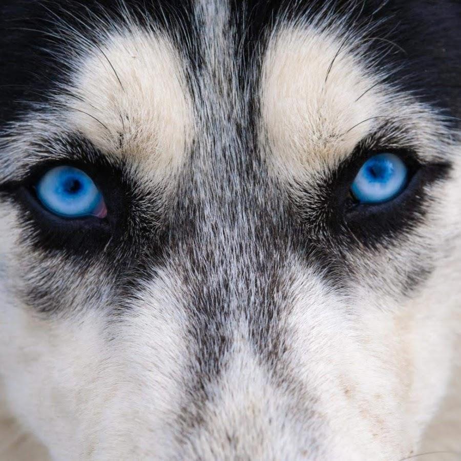 Can Dogs Eat Cheese?