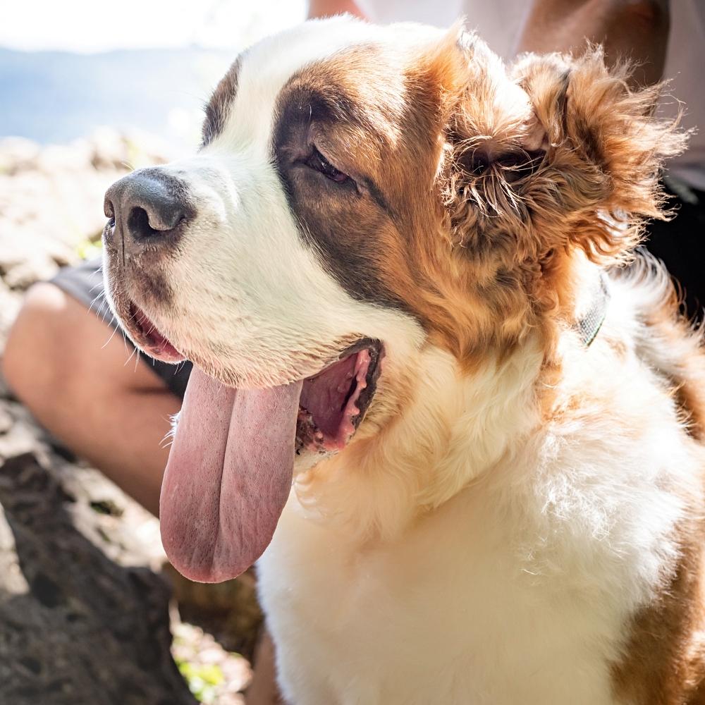 St.Bernard dog