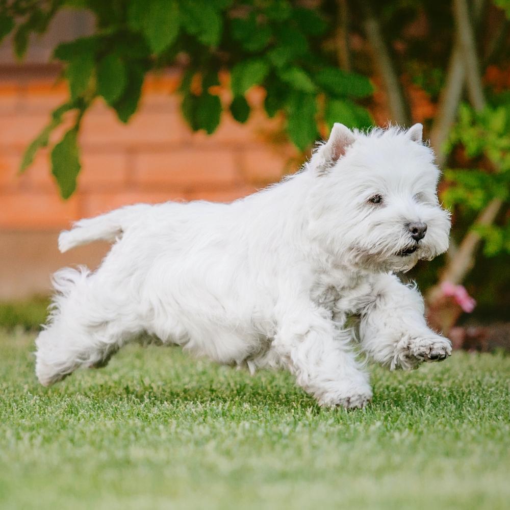 West Highland White Terrier puppy