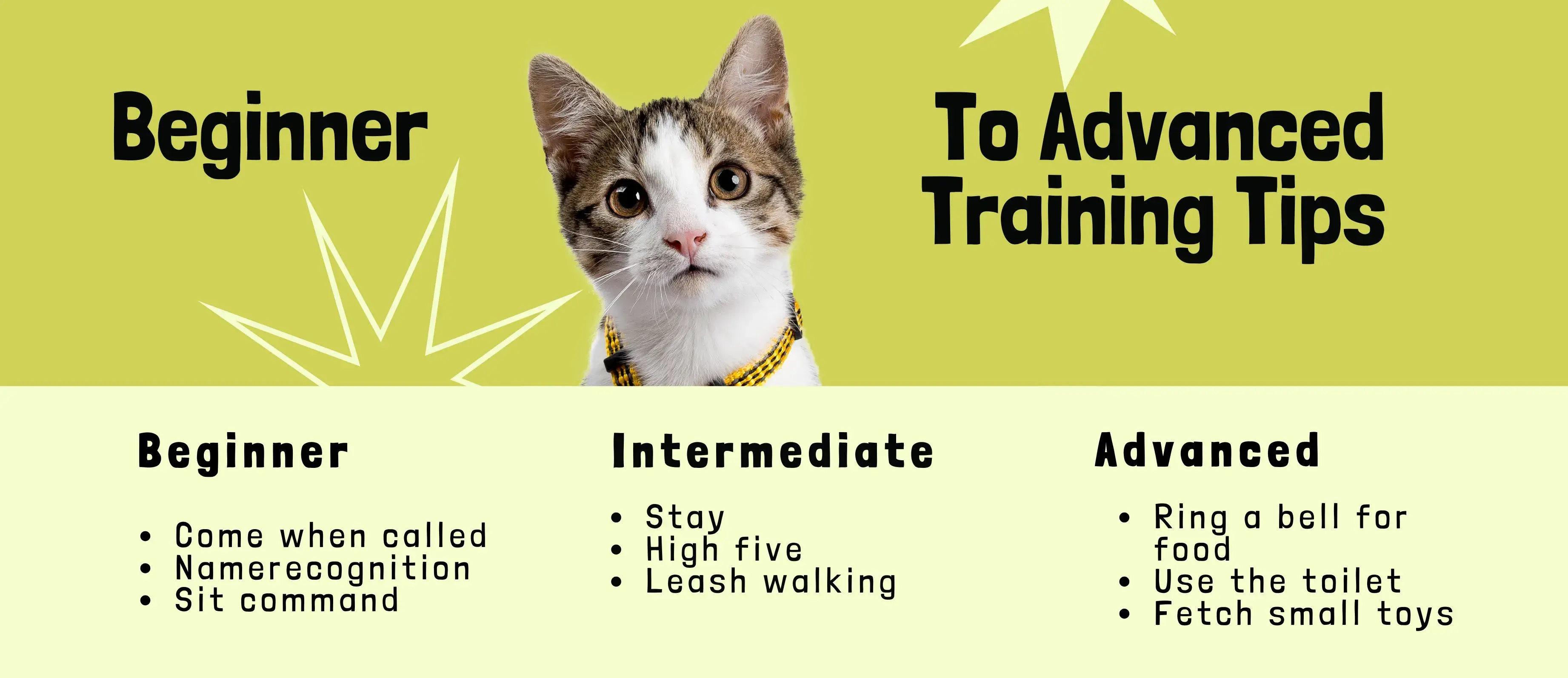 beginner to advanced training tips graphic for a cat