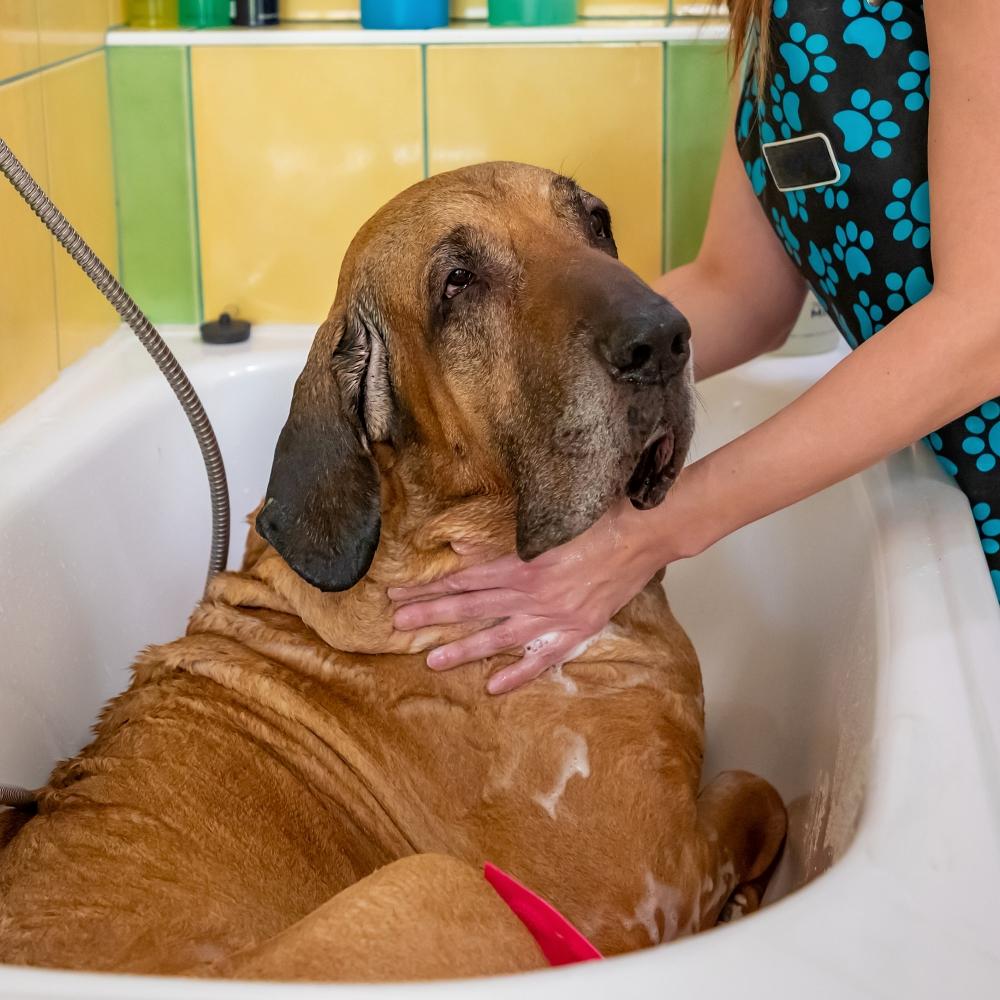 Senior dog being bathed in a tub