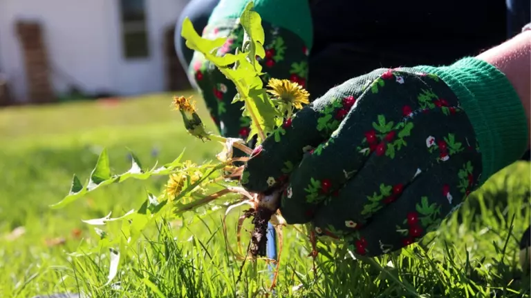 weeds-or-medicines