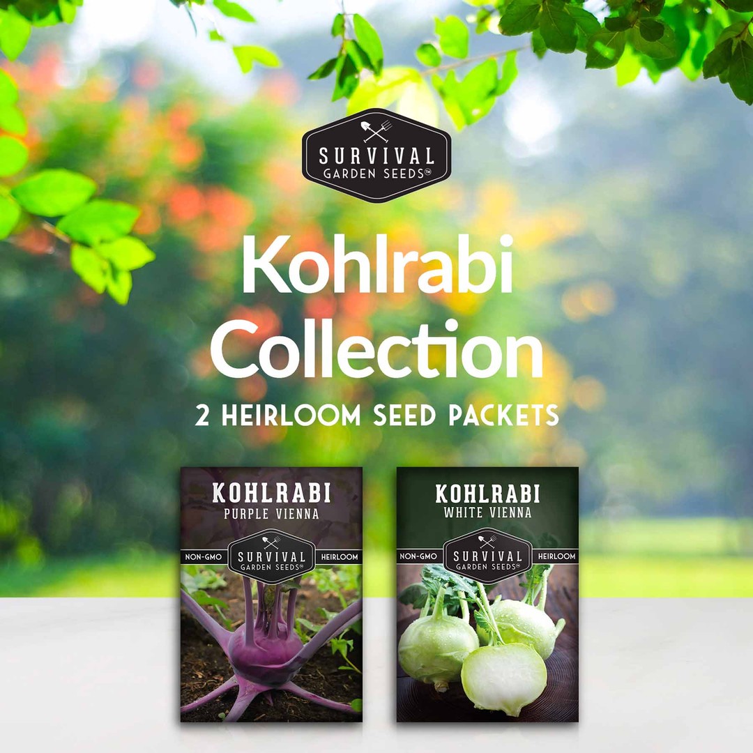 Kohlrabi Seed Collection