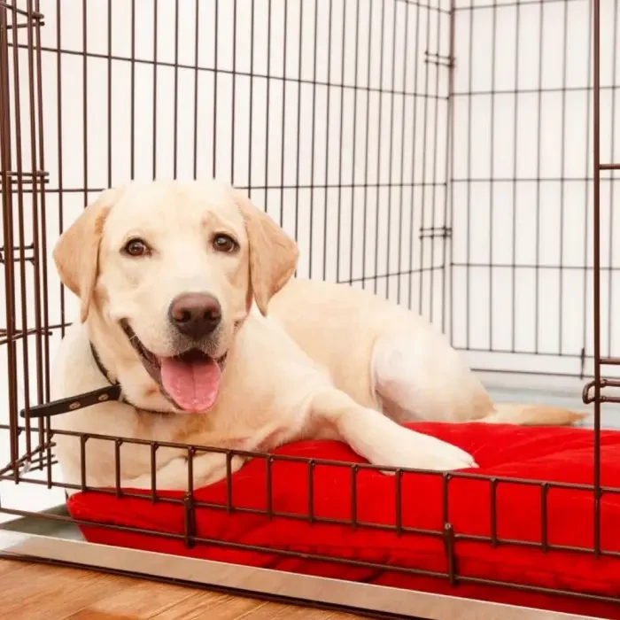 A dog laying down inside a crate