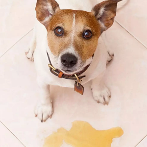 How to Stop a Dog From Peeing in the House