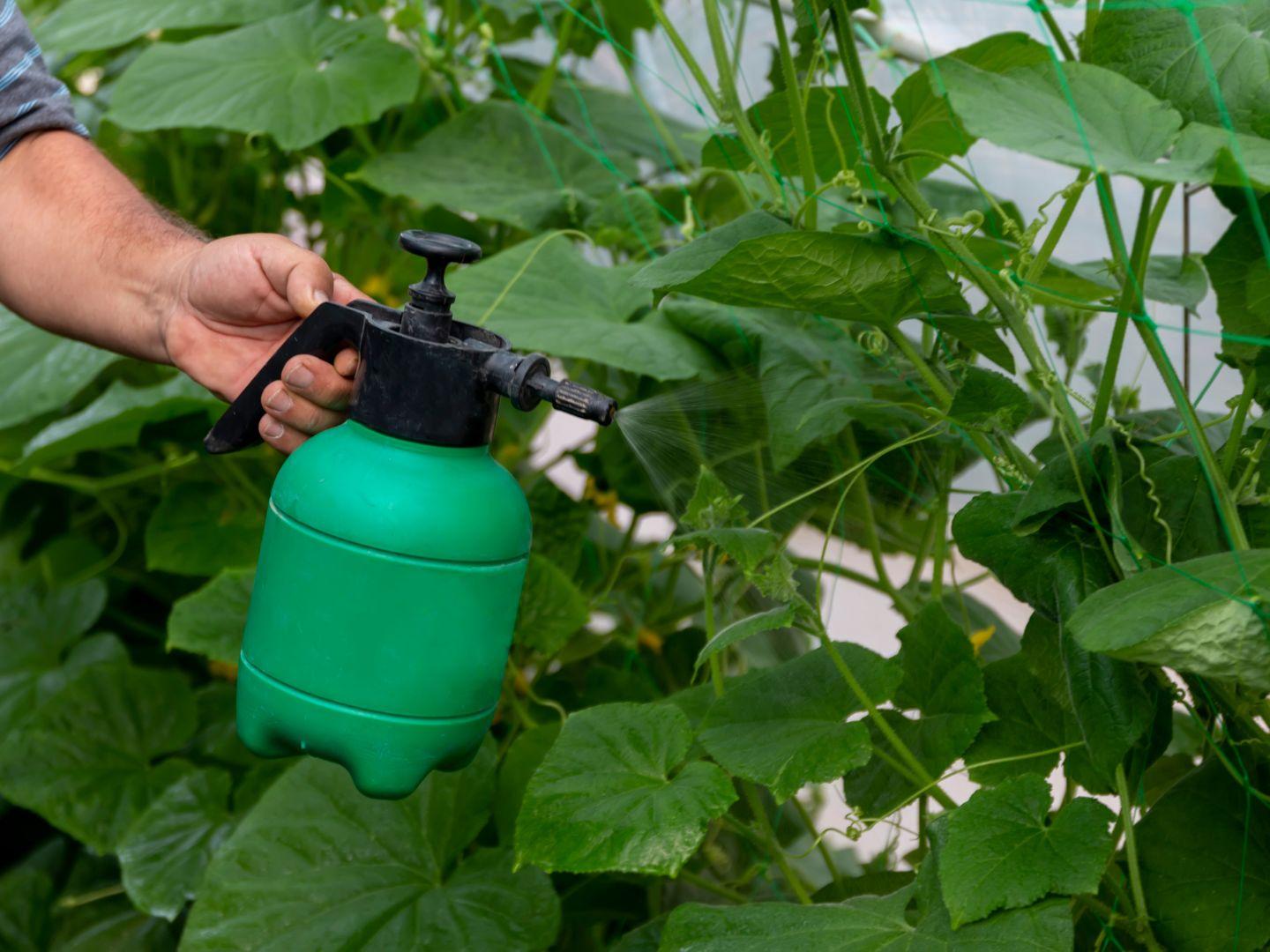 Man_Foliar_Feeding_With_Liquid_Fertiliser_In_Vegetable_Garden_4x3