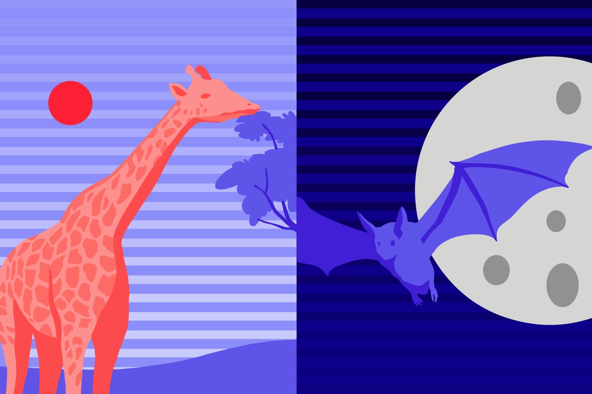 Diurnal vs nocturnal: A diurnal giraffe eating from a tree during the day. And a nocturnal bat flying at night.