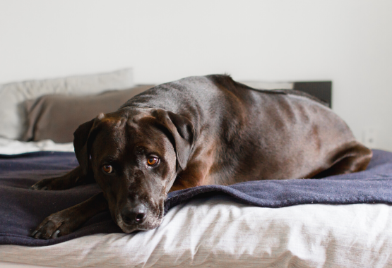 ANXIOUS DOG 