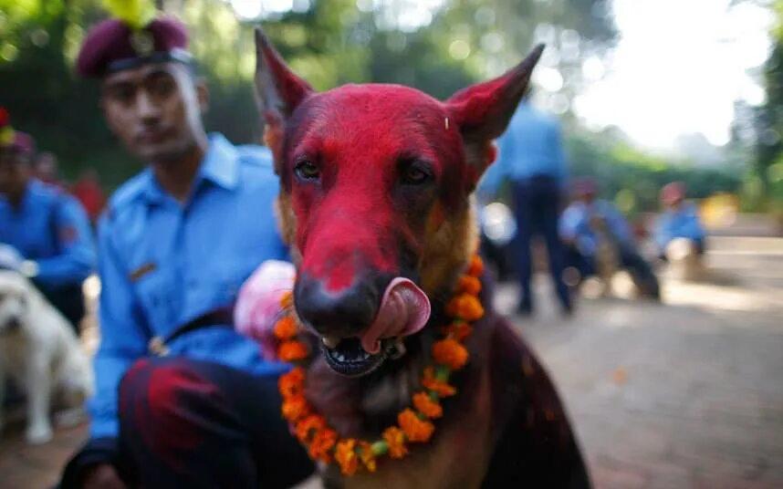 indian Male Dog