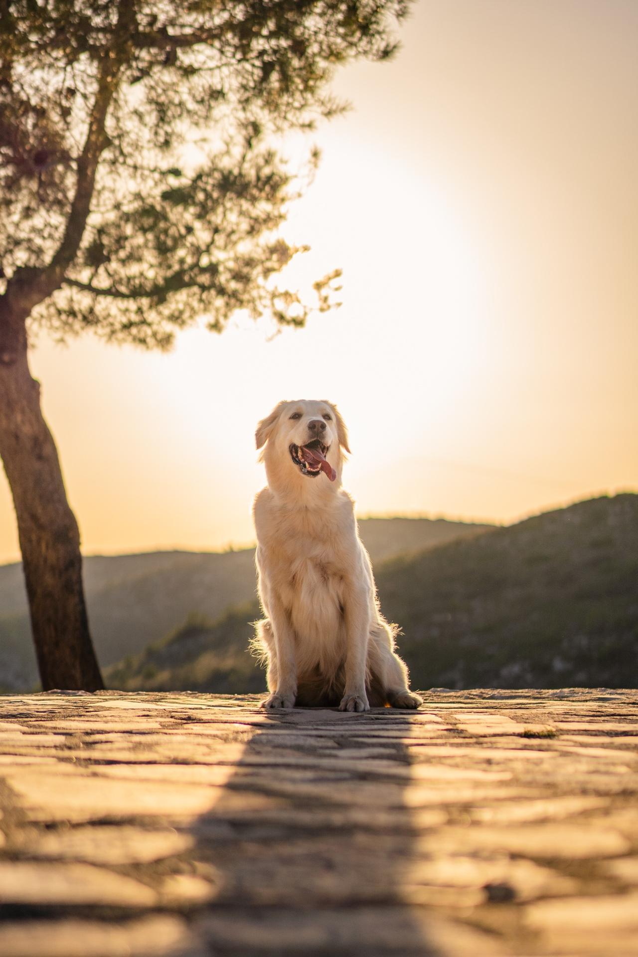 Greek Male dog