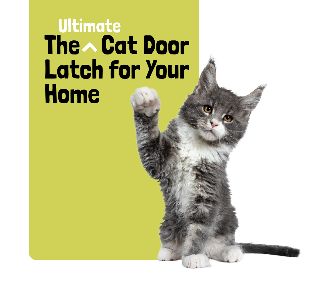Playful gray kitten raising its paw beside a graphic promoting the Door Buddy cat door latch solution.