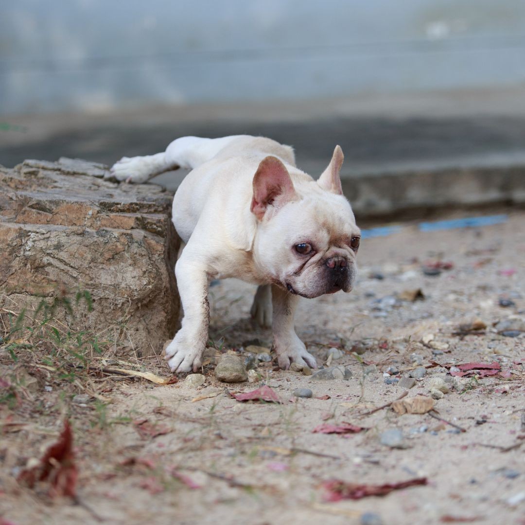 French bulldog lifting leg to pee outdoors
