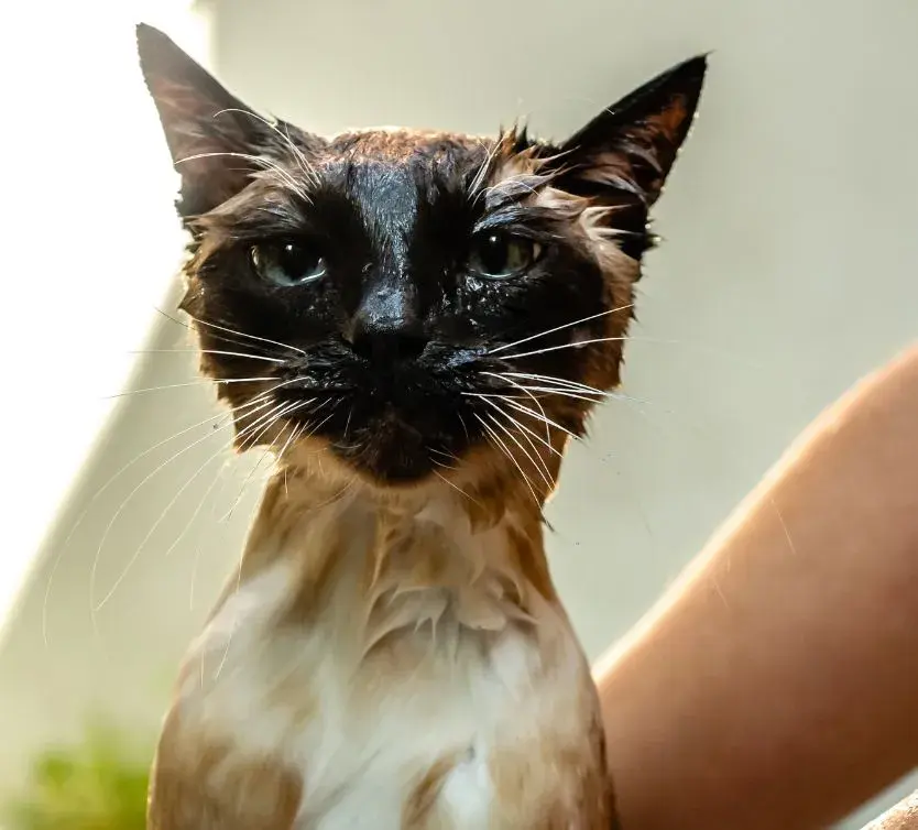 A wet short-haired cat standing in a sink during bath time