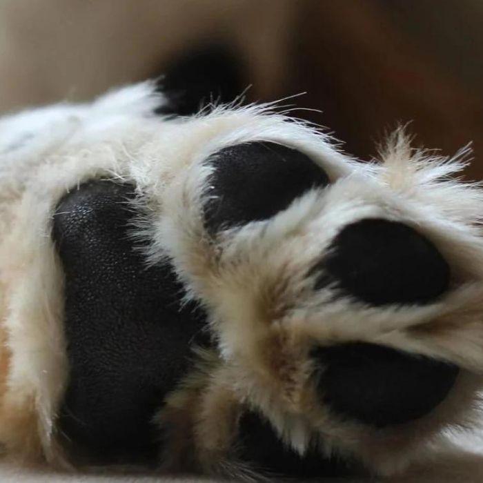 Close up of dog paw