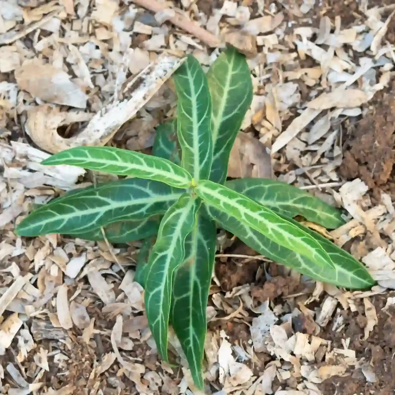 Indian Sarsaparilla  (Hemidesmus indicus) 