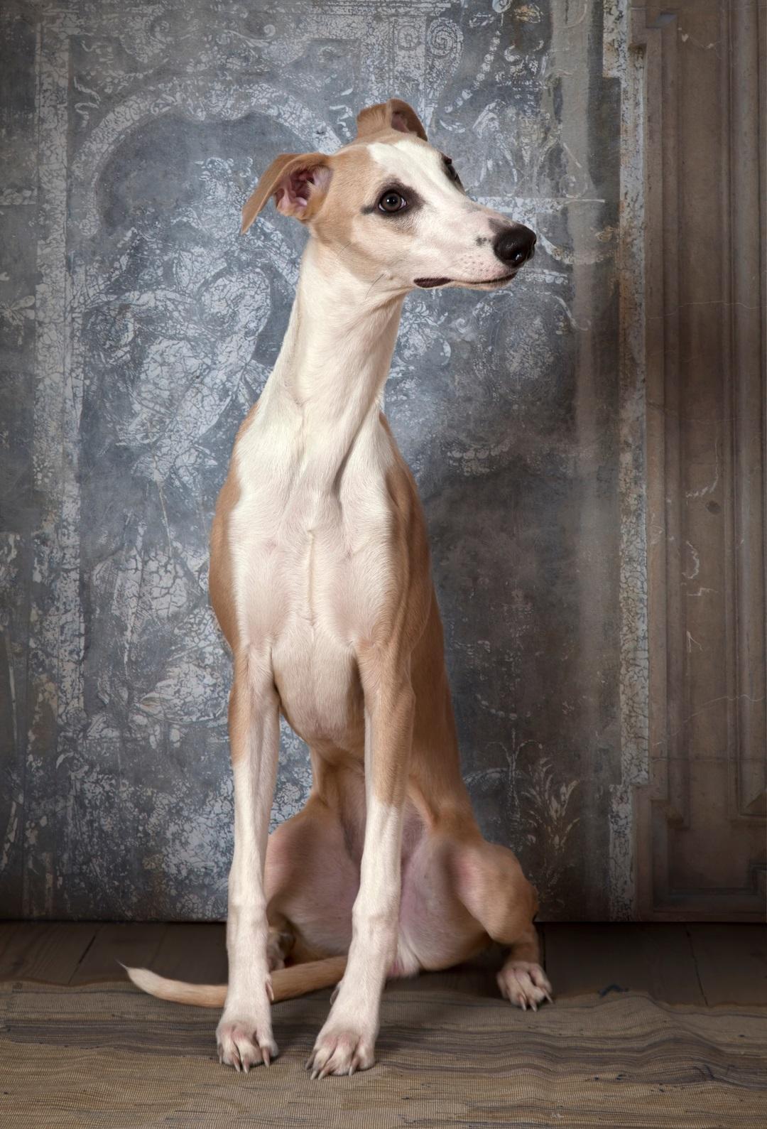 Whippet