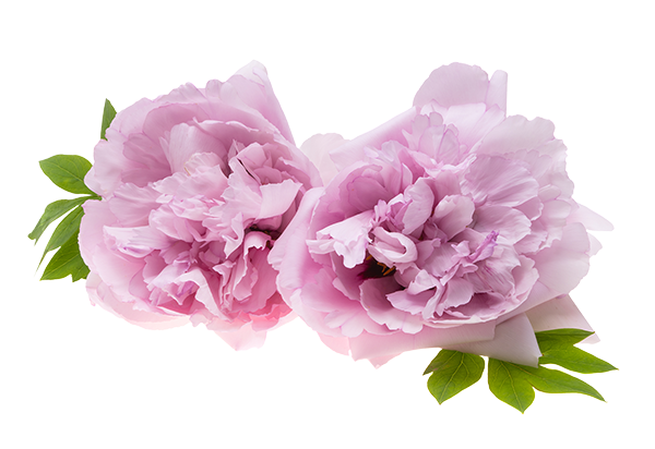 Paeonia Suffruticosa (Moutan Peony) Root Extract