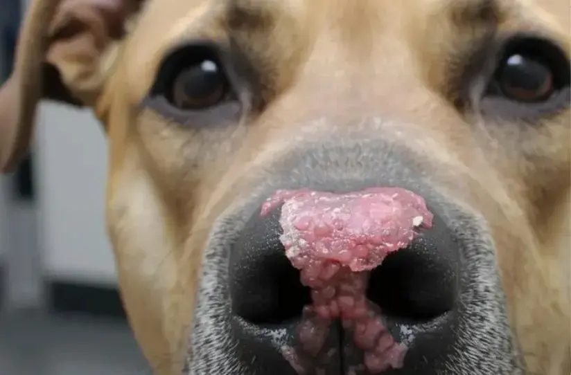 A dog with a crusty pink nose and a pink tongue, sitting and looking curiously at the camera.
