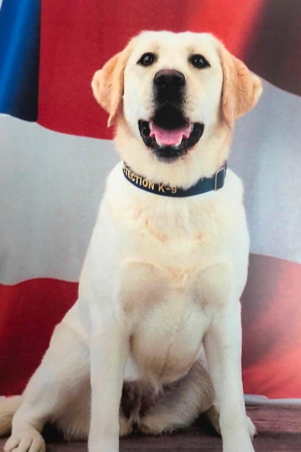 k9 lady in front of the american flag