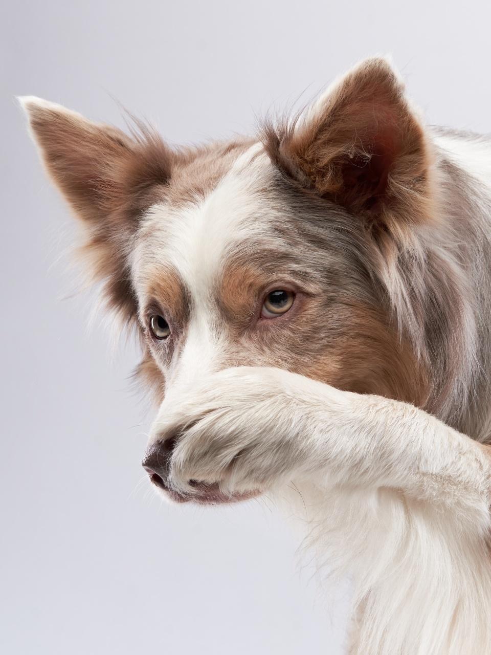 A fluffy Border Collie playfully covers its nose with a paw