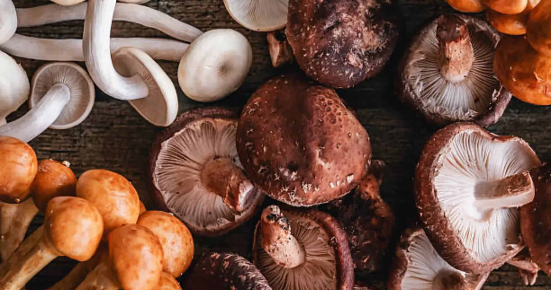 Mushroom cultivation pink oyster mushrooms with distinctive fan-shaped caps and prominent gills growing in overlapping clusters, showcasing easy-to-grow edible mushroom varieties for beginner home growers