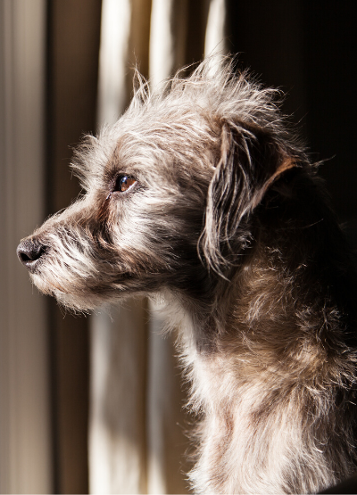 ANXIOUS DOG 