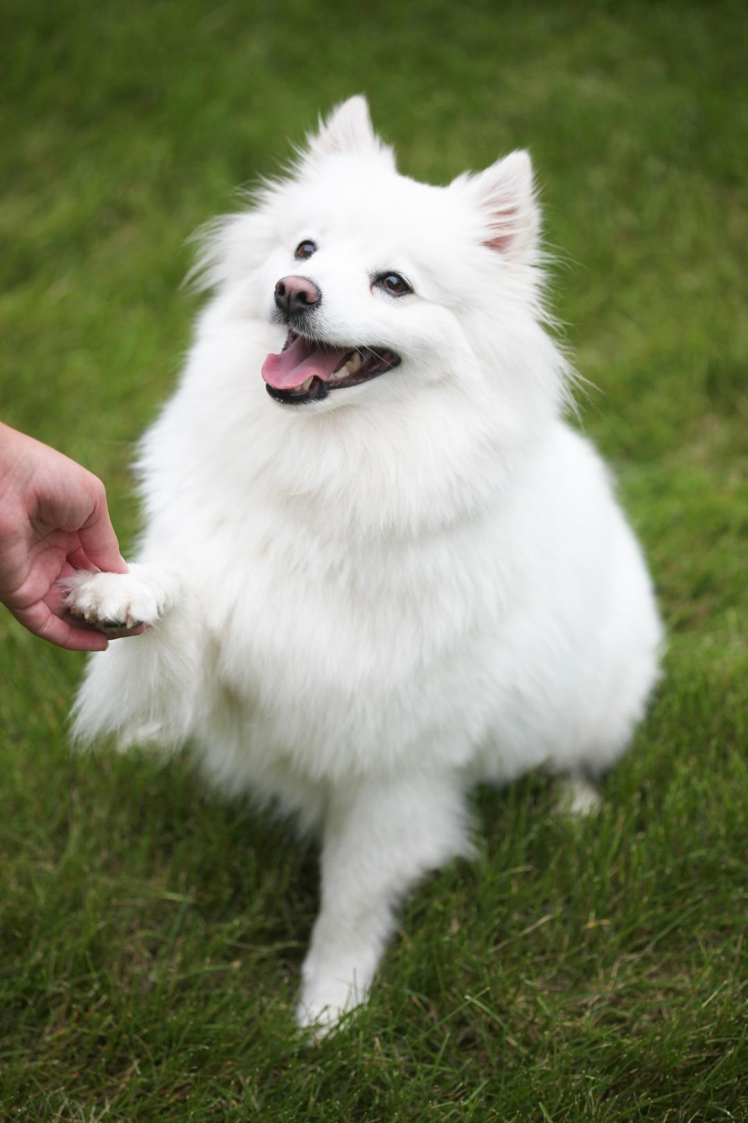 American Eskimo Dog